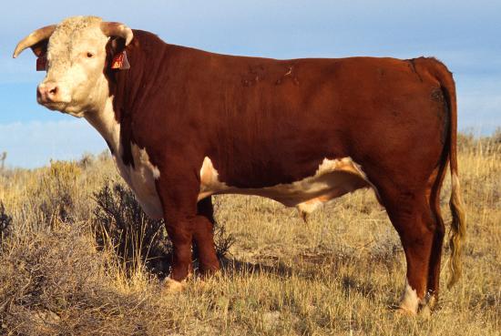 Plik:Hereford bull large.jpg