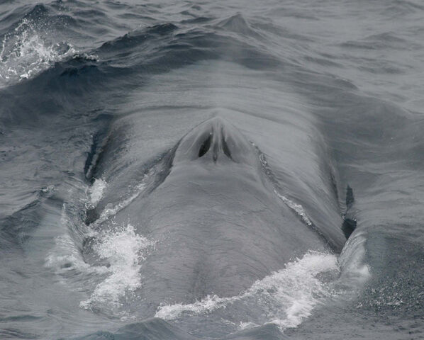 Plik:Blue Whale 003 noaa blowholes.jpg