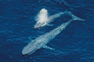 Blue-whale-calf.jpg