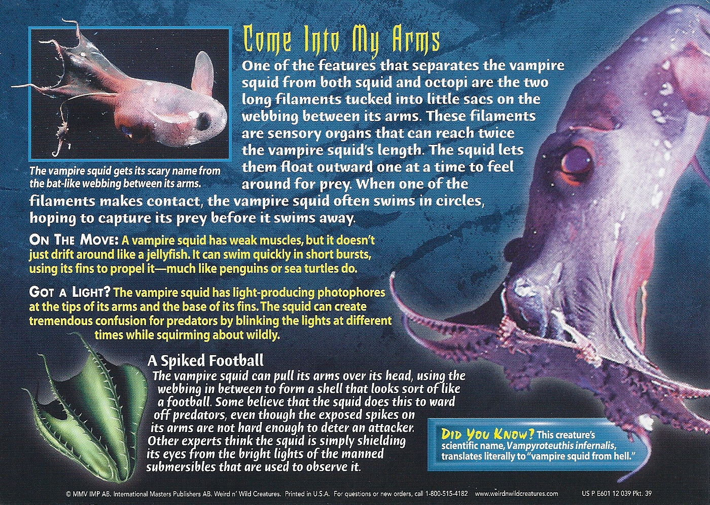 Squid перевод. Игра в кальмара название. Самый большой кальмар размер. Сквид гейм игра. Dancing squid.