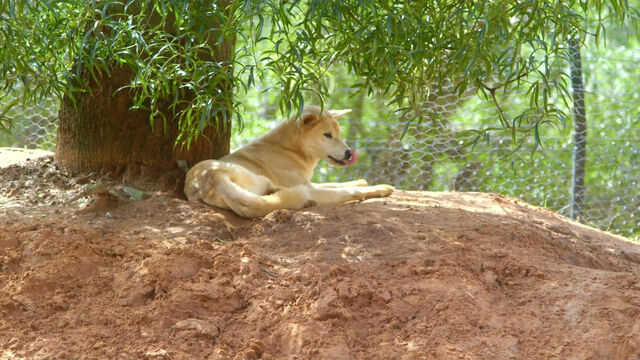 File:DerektheDingo.jpg