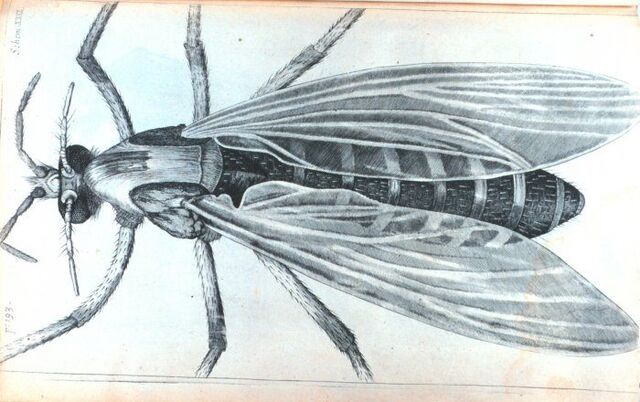 File:Hooke-gnat.jpg