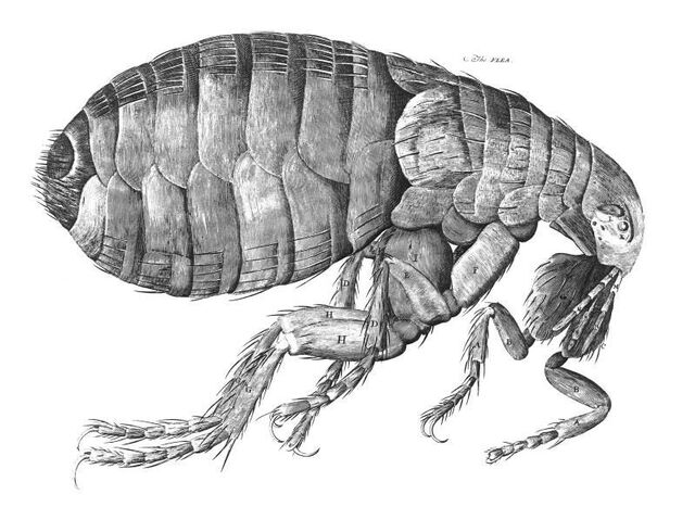 File:HookeFlea01.jpg