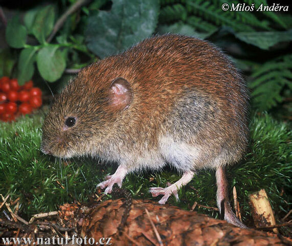 File:Vole.jpg