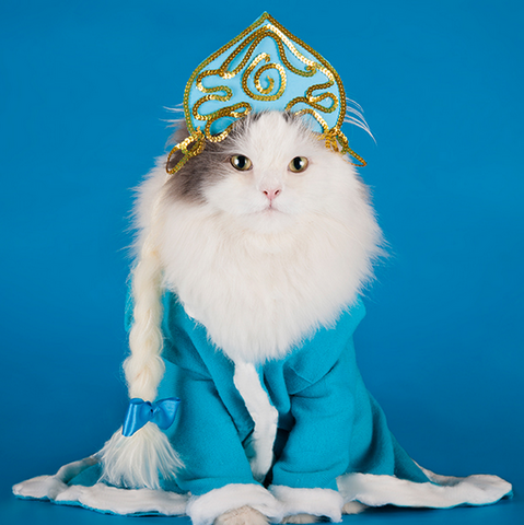 Файл:Кошка.png