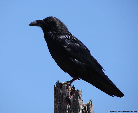 File:DSC02892raven.jpg