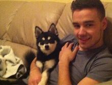 Tom-hiddleston-thanks-liam-payne-dog-loki-mtv-movie-awards