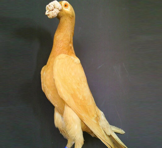 File:English Carrier Pigeons.jpg