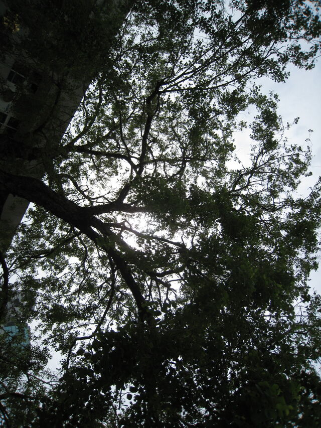 檔案:003.jpg