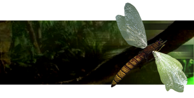 Falconfly