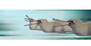Gannet-whale