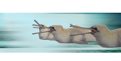 Gannet-whale.png