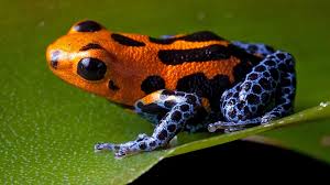 File:Poisonfrog.jpg