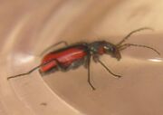 Malachius aeneus