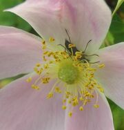 Grammoptera subargentata2
