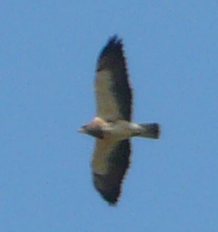 File:Swainson's hawk.jpg