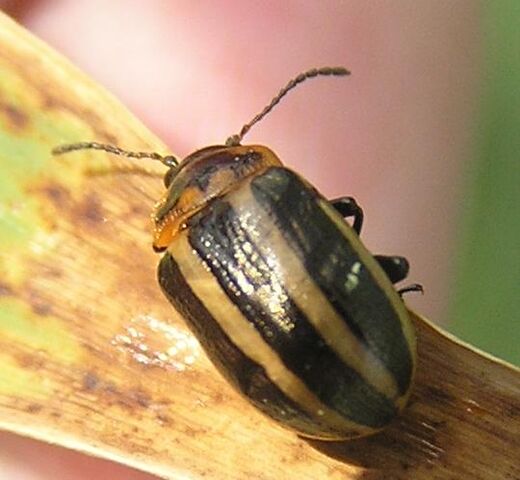 File:Calligrapha sp..jpg