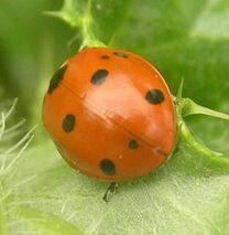 7-spotted ladybird4