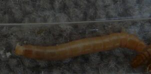 Tenebrio molitor larva2
