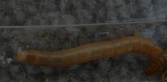 File:Tenebrio molitor larva2.jpg