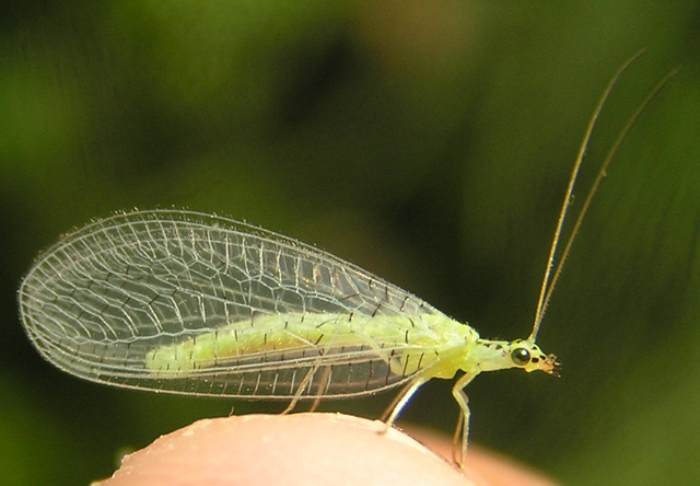 File:Chrysopa chi 2.png