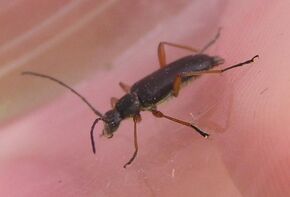 Grammoptera subargentata1