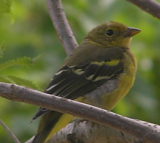 File:Western Tanager female.jpg