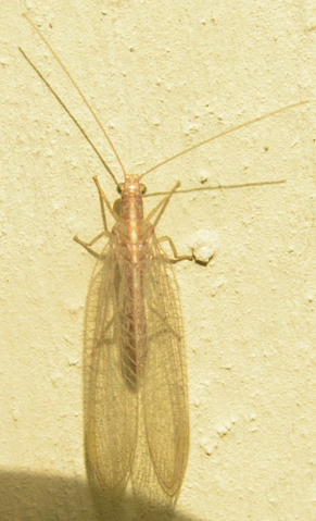 File:Chrysoperla carnea.png