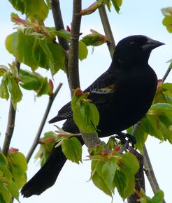 Red-winged Blackbird juv. male