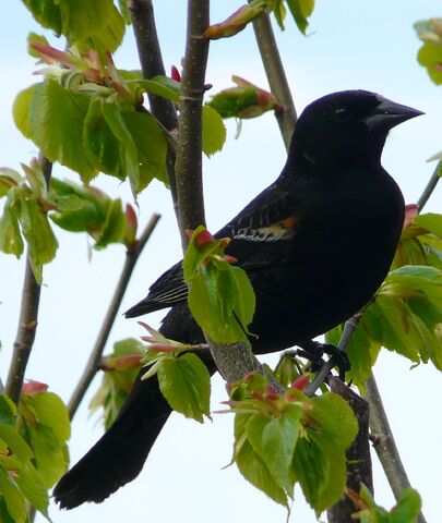 File:Red-winged Blackbird juv. male.jpg