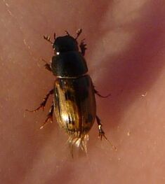 Aphodius distinctus8