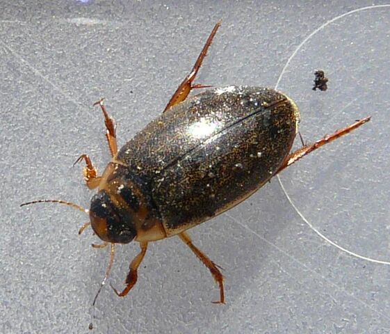 File:Rhantus sericans.jpg