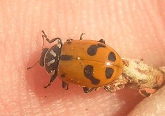 Sinuate ladybird 6