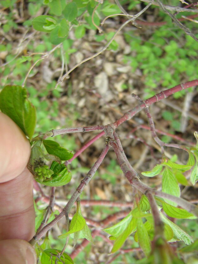 File:IMG 0503.jpg