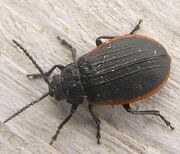 Galeruca externa