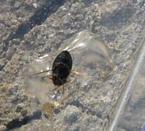 Hygrotus sellatus5