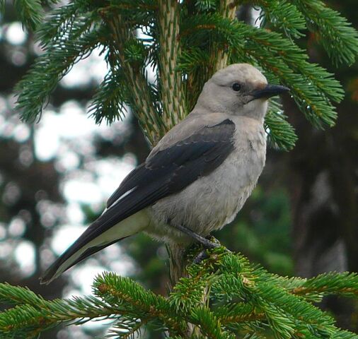 File:Clark's Nutcracker.jpg