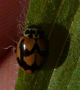 Painted Ladybird