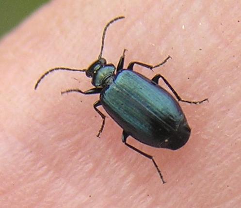 File:Lebia viridis pic thumb.jpg