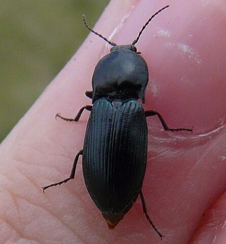 File:Ctenicera aeripennis.jpg