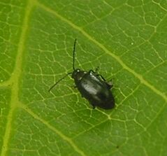 Flea beetle