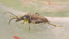 Gnathacmaeops pratensis3