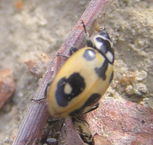 File:Parenthesis ladybird7.jpg