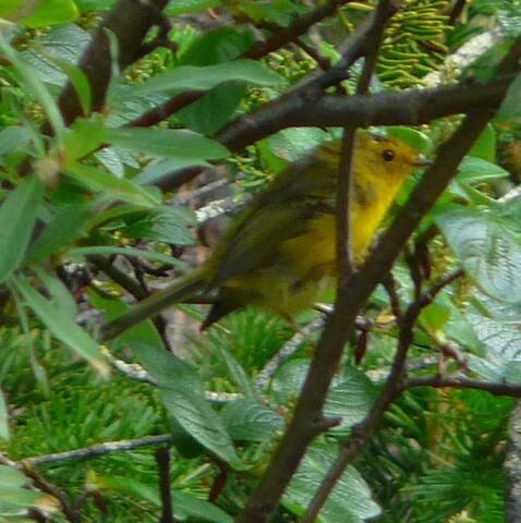 File:Wilson's Warbler.jpg