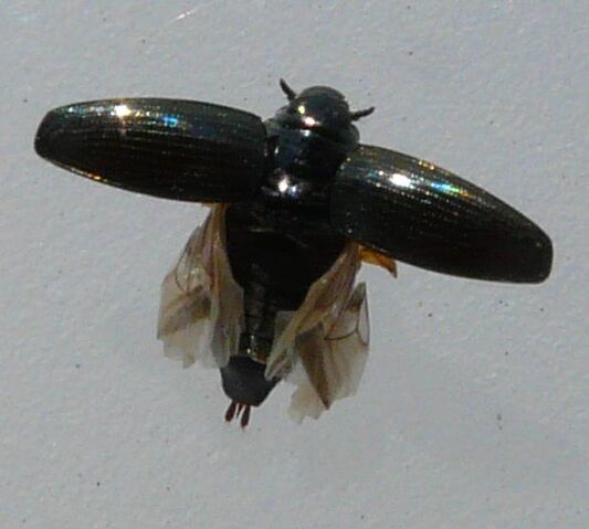 File:Gyrinus sp.2 flight.jpg
