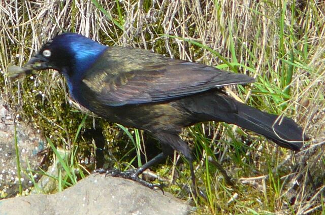 File:Common Grackle male1.jpg