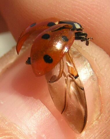 File:7-spotted ladybird dead.jpg