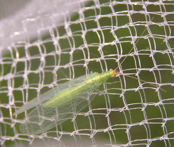 File:Chrysoperla sp.1 A.png