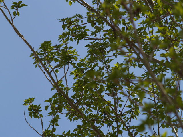 File:Unidentified bird.jpg