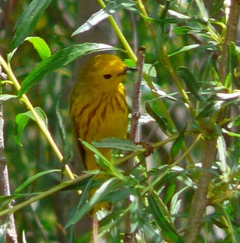 File:Yellow Warbler male.jpg